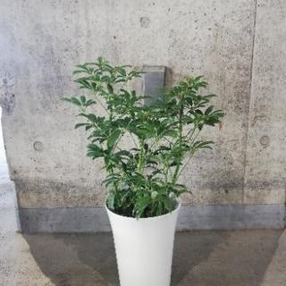 7寸鉢　シェフレラ　ホンコン　観葉植物