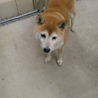 9歳オスの柴犬よろしくお願いします ふくろうのおじさん 川口の柴犬の里親募集 ジモティー