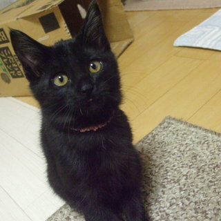 黒猫のんちゃん（2.5ヶ月）