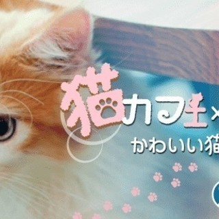 猫カフェ×オフ会【オフ会・友達作り】～かわいい猫ちゃんに一週間の...