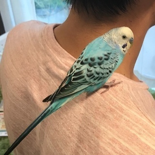 青いセキセイインコの里親さま募集です。