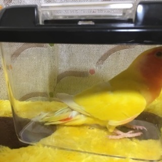 コザクラインコ