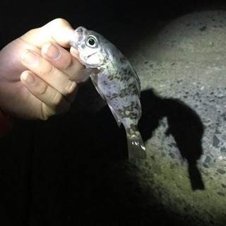 皆様の大切に使われたリール・釣竿、使わせてください、