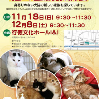 11/18　猫の里親譲渡会／市川市　行徳