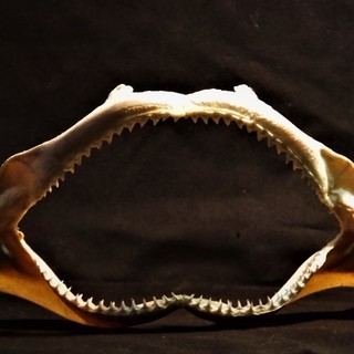 サメ 歯 現生 幅30㎝　サメの歯 顎骨