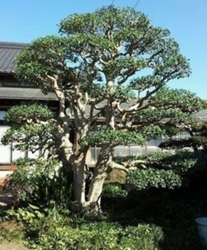 造園大募集 宮庄 京王永山のその他の正社員の求人情報 宮庄園 ジモティー