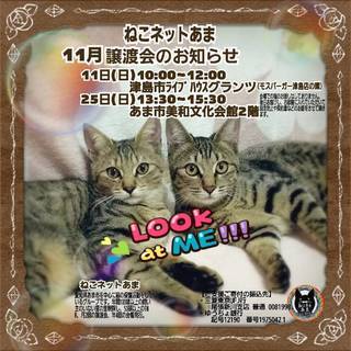 愛知県津島市で猫の譲渡会☆ねこネットあま