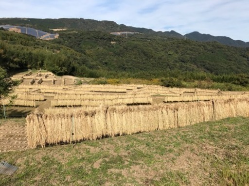 平成30年✨日出町で作った新米✨ひのひかり 30キロ✨✨ 限定20袋