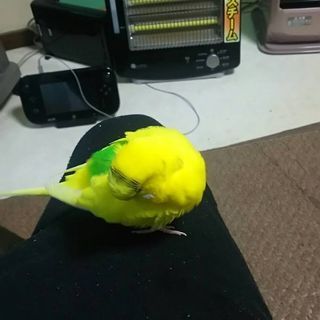 インコ探してます