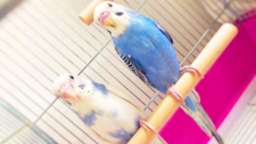 手のりセキセイインコ みい 鹿児島のその他の里親募集 ジモティー