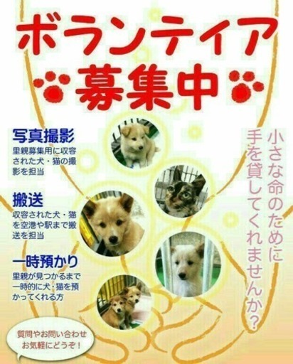 保健所収容 命を繋ぐボラさん 募集中 Yukiko 岩国のボランティアのメンバー募集 無料掲載の掲示板 ジモティー