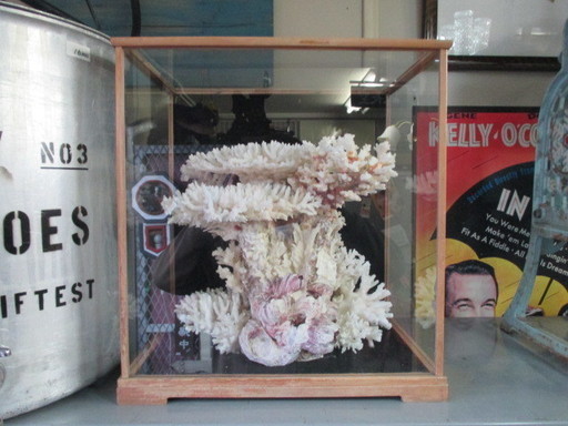 サンゴの置物・インテリア 珊瑚／アメリカン雑貨店・イエローハウス 札幌市