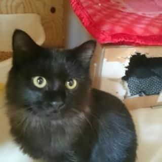 長毛の黒猫くぅ君の画像