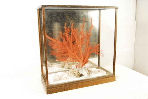 7202　大赤珊瑚　桃珊瑚 W54 H46cm 根元7cm 天然珊瑚 原木 拝見物 置物　オブジェ　ガラスケース付　アントレ