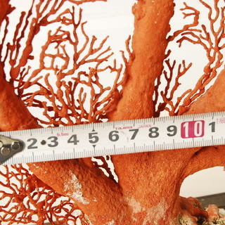 7202　大赤珊瑚　桃珊瑚 W54 H46cm 根元7cm 天然珊瑚 原木 拝見物 置物　オブジェ　ガラスケース付　アントレ