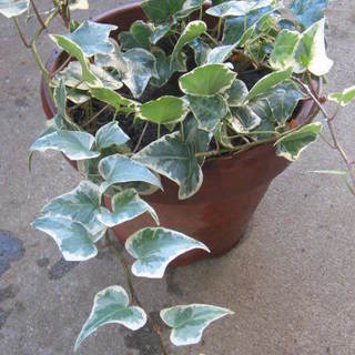 観葉植物　斑入りのアイビー　西洋蔦　古いテラコッタの鉢