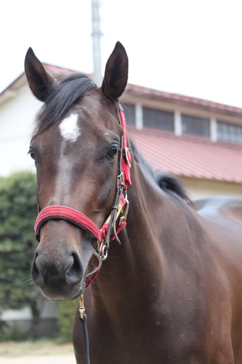 競走馬の寝床づくり 清掃作業員募集します ぴろしき 香取の農業の無料求人広告 アルバイト バイト募集情報 ジモティー