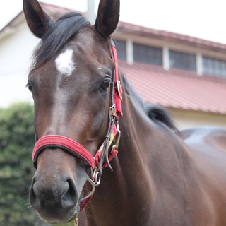 競走馬の寝床づくり＆清掃作業員募集します！