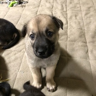 野良犬の仔です - 知多市