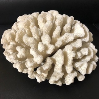 【希少】白珊瑚（しろさんご）置物