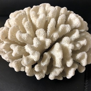 【希少】白珊瑚（しろさんご）置物