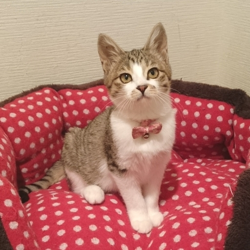 ナデナデ大好き 大人しい女の子です はるちょこ 東屯田通の猫の里親募集 ジモティー ナデナデ大好き 大人しい女の子です はるちょこ 東屯田通の猫の里親募集 ジモティー