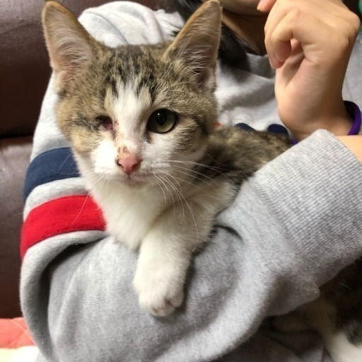 片目だけどけなげで可愛い活発な女の子 Kutty 乙川の猫の里親募集 ジモティー 片目だけどけなげで可愛い活発な女の子 Kutty 乙川の猫の里親募集 ジモティー