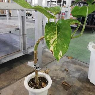 木になったポトス観葉植物ポトス 卸売り花問屋 昭和町の家具の中古あげます 譲ります ジモティーで不用品の処分 木になったポトス観葉植物ポトス 卸売り花問屋 昭和町の家具の中古あげます 譲ります ジモティーで不用品の処分