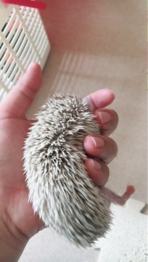 生後2ヶ月半のハリネズミ 里親募集 上から3番目の引出し 北諸県のその他の里親募集 ジモティー 生後2ヶ月半のハリネズミ 里親募集 上から3番目の引出し 北諸県のその他の里親募集 ジモティー