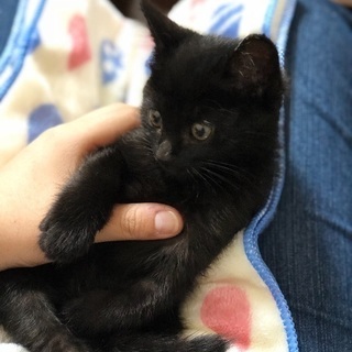 黒色のオス猫(3ヶ月)