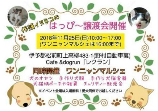 保護犬猫の譲渡会 ワンニャンマルシェ開催 ねこわん 古泉のフリーマーケットのイベント参加者募集 無料掲載の掲示板 ジモティー