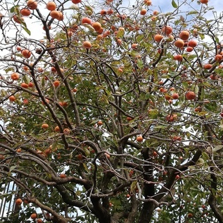 樹齢約50年ほどの柿の木ですが、引き取っていただける方がいれば差...