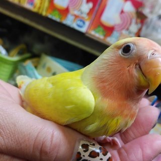 アルビノコザクラインコ