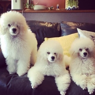 岸和田のDogSalon Supica (ドッグサロン スピカ)です🐩💖