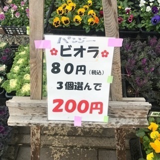 パンジーピオラ 3ポット２００円