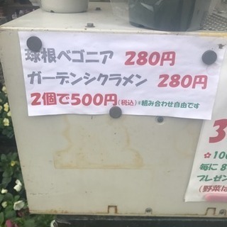 ガ一デンシクラメン 2個で５００円