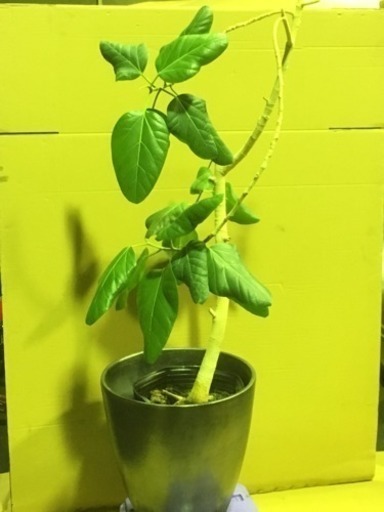 埼玉県川口市より 観葉植物 フィカス ベンガレンシス ベンガルゴムの木 高さ約170cm Rikizo 川口のその他の中古あげます 譲ります ジモティーで不用品の処分