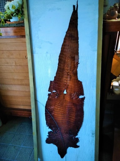 ★貴重品・体長130㎝!!ワニの1枚皮・腹割り・革素材・なめし革・レザークラフトの材料などに★