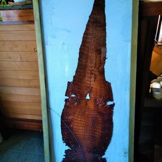 ★貴重品・体長130㎝!!ワニの1枚皮・腹割り・革素材・なめし革・レザークラフトの材料などに★