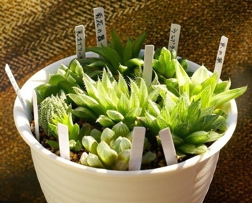 多肉植物ハオルチア寄せ植え近くまで取りに来てください しまー 越谷のその他の中古あげます 譲ります ジモティーで不用品の処分 多肉植物ハオルチア寄せ植え近くまで取りに来てください しまー 越谷のその他の中古あげます 譲ります ジモティーで不用品の処分
