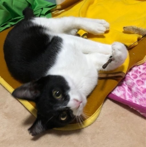 デレデレはちわれ君 (mokuo88ko) 西向日の猫の里親募集|ジモティー