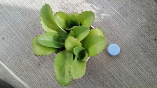 エレガントマザー リーフ 植物 すべての美しい花の画像 エレガントマザー リーフ 植物 すべての美しい花の画像