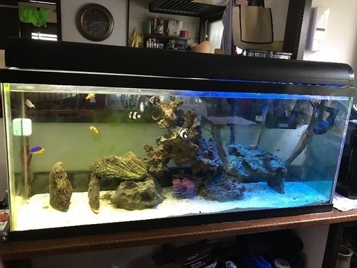 【熱帯魚付き】50L水槽 water tank
