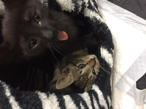 2匹の仲良し兄弟猫 生後約2ヵ月のトラとクロ Stn うるまの猫の里親募集 ジモティー 2匹の仲良し兄弟猫 生後約2ヵ月のトラとクロ Stn うるまの猫の里親募集 ジモティー