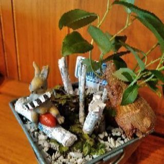 ウサギのガジユマロ植物