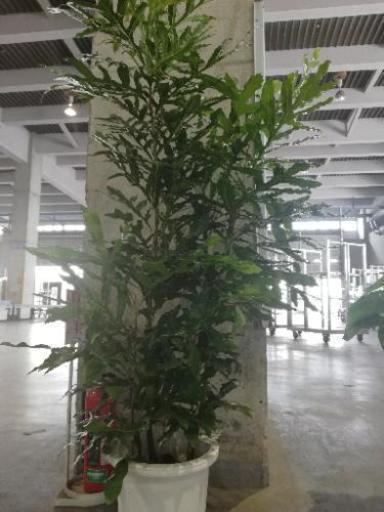 観葉植物ステノカーパス 卸売り花問屋 昭和町の家具の中古あげます 譲ります ジモティーで不用品の処分