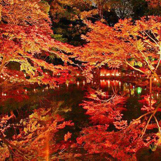 11月27日(火) 夜の紅葉散策コン♪【肥後細川庭園】10日間だ...