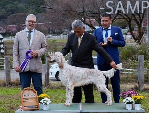 優秀血統アメリカ系ショードッグイングリッシュセター子犬販売終了 Kakutayasu 衣笠の犬の無料広告 無料掲載の掲示板 ジモティー