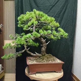 五葉松　双幹 五葉松盆栽 双幹 No.a7-24 | 五葉松 専門盆栽園 松風園(しょうふうえん