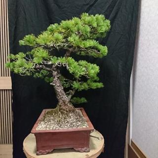 五葉松盆栽、双幹